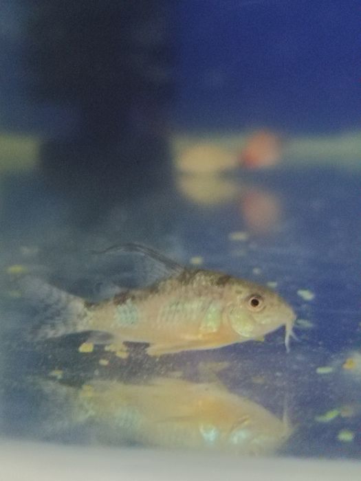 Срочно продам аквариумных рыбок