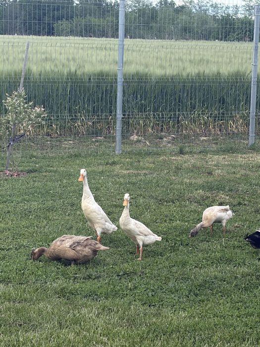 Vand familie rate alergatoare