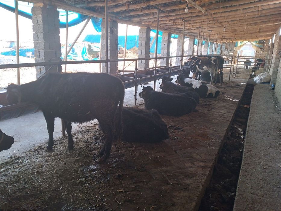 Янгийўл тумани Калган ҳудудида жойлашган 80 сотих ер сотилади