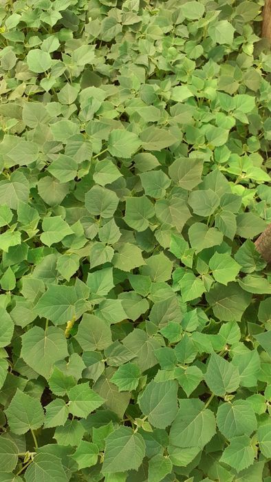 Павлоня каламча нихоллари шантон  гибрид