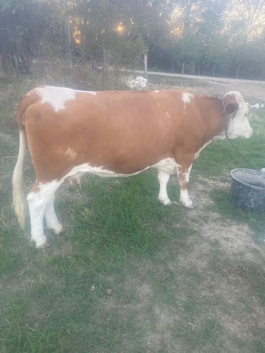 vaca de vanzare