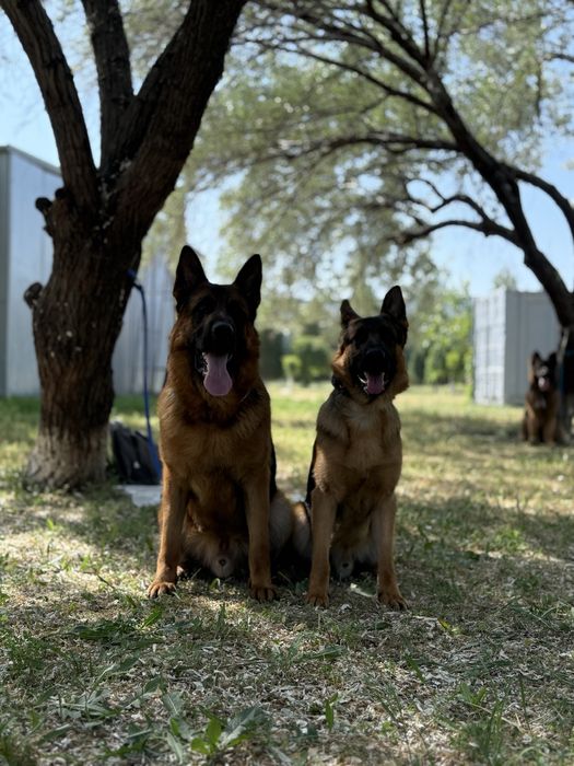 Алиментный щенок немецкой овчарки.
