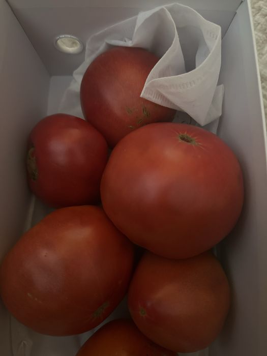 Продам помидоры домашние