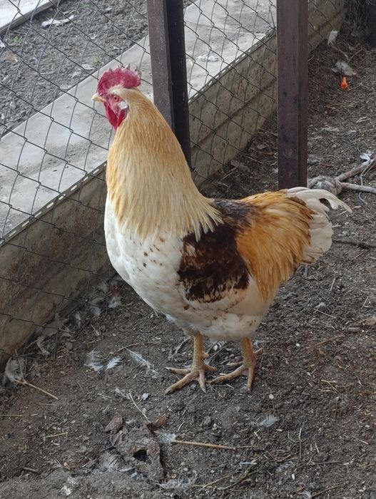 Цыплята Ломан-Браун