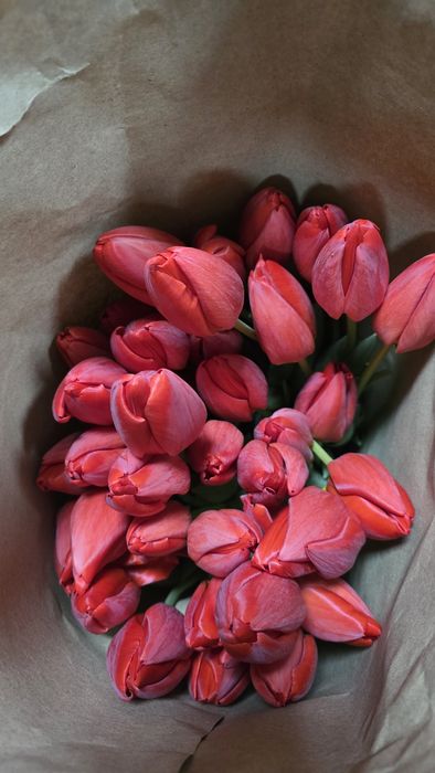 Тюльпаны ОПТОМ и розницу