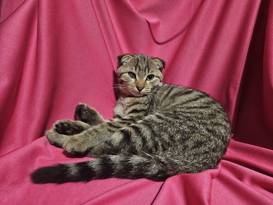 Котёнок вислоухий