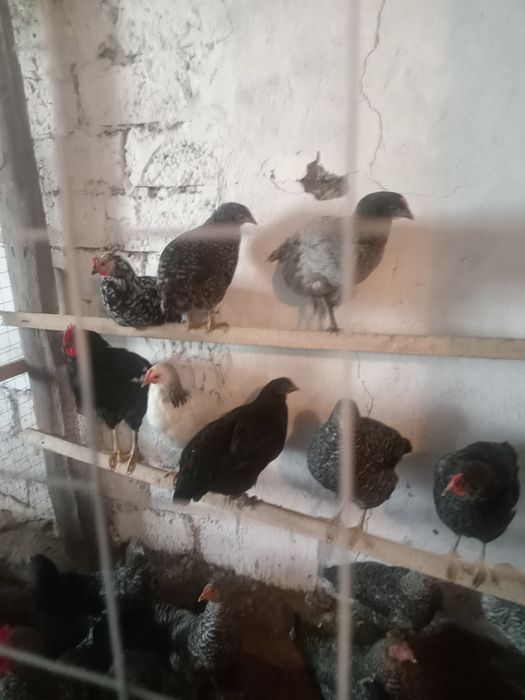 продам кур молодок