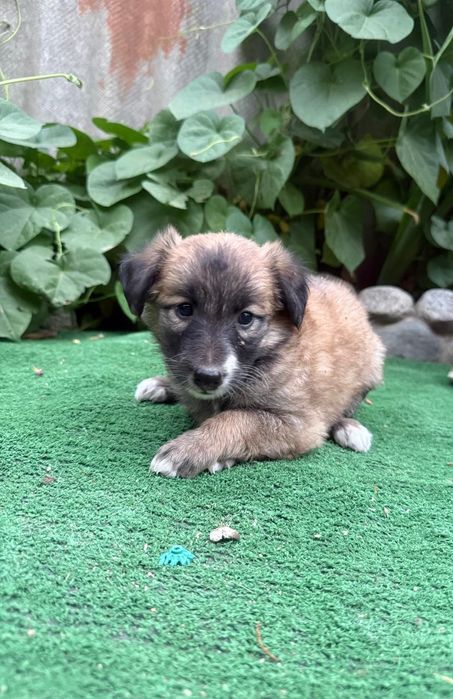 Отдам щенков в хорошие руки.