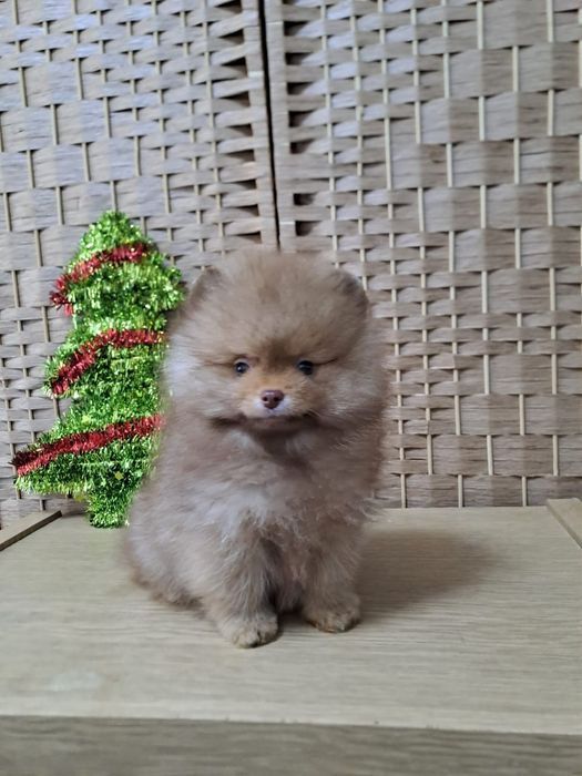 Шпиц мальчик шоколад