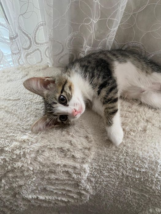 Котята срочно ищут дом