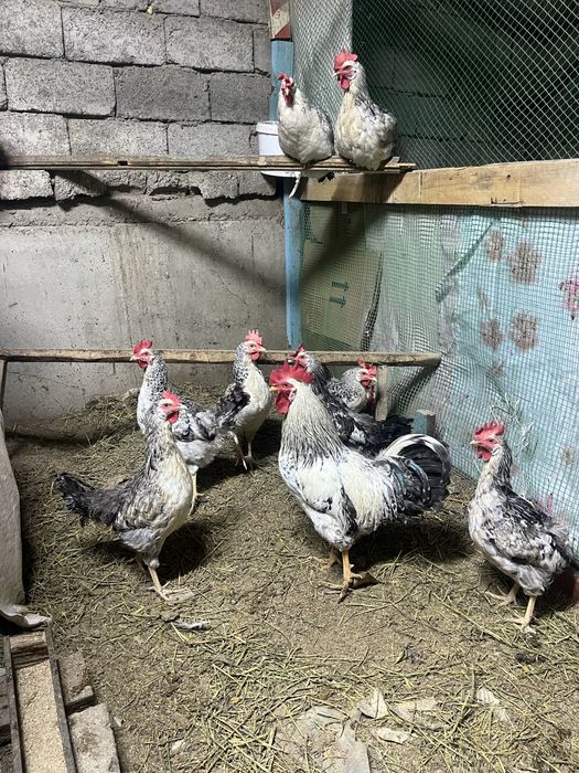 Барковская жумыртка