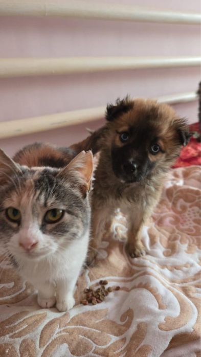 Отдаем в добрые руки котенка. Стерилизованная чистая