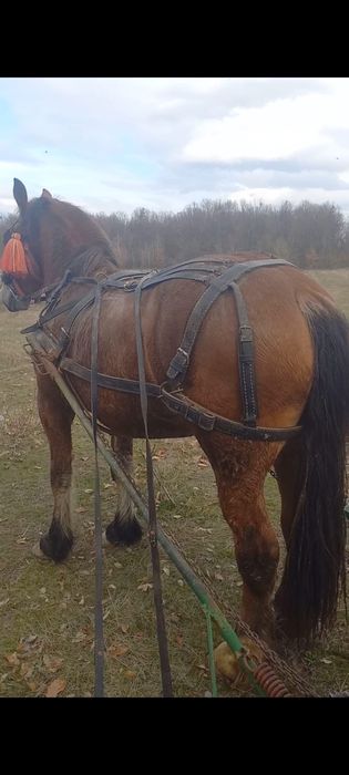 Iapa de vânzare, gestantă în 9 luni