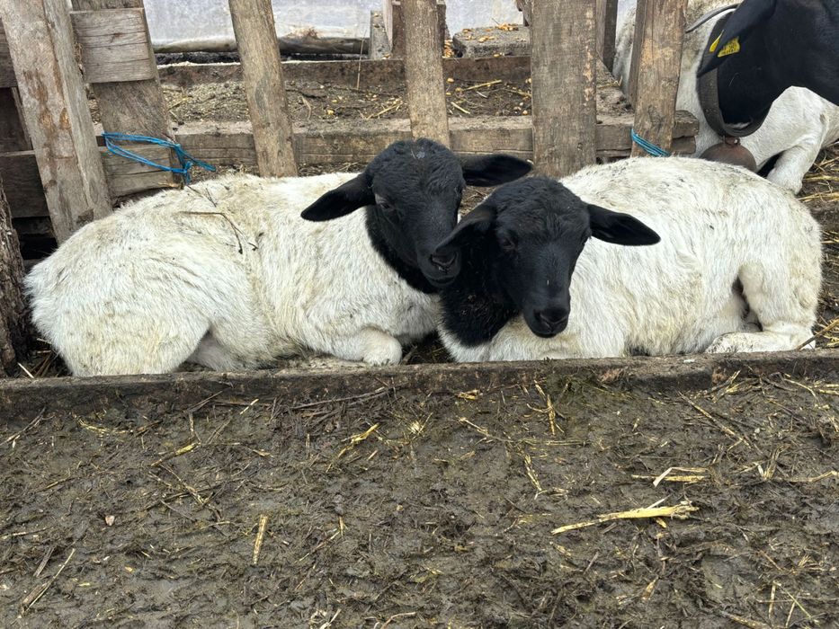 Vând oi Dorper rasă pura,