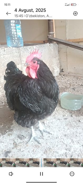 Gigant jersiy tovuqlar sotuvda