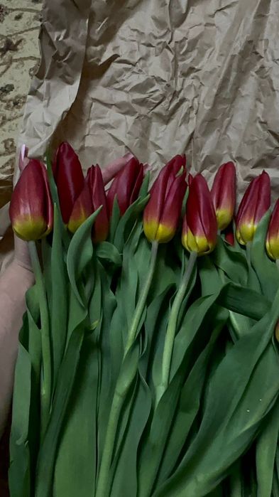 Продаются тюльпаны