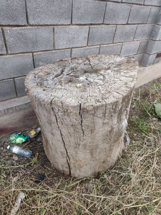 Продам пень большой