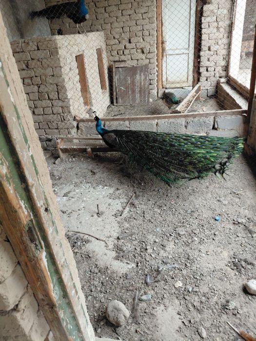 Tovus Павлин параси сотилади Продается пара Павлина