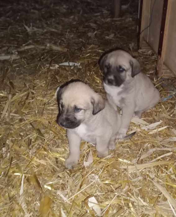 Кангал, кангалчета, кангали