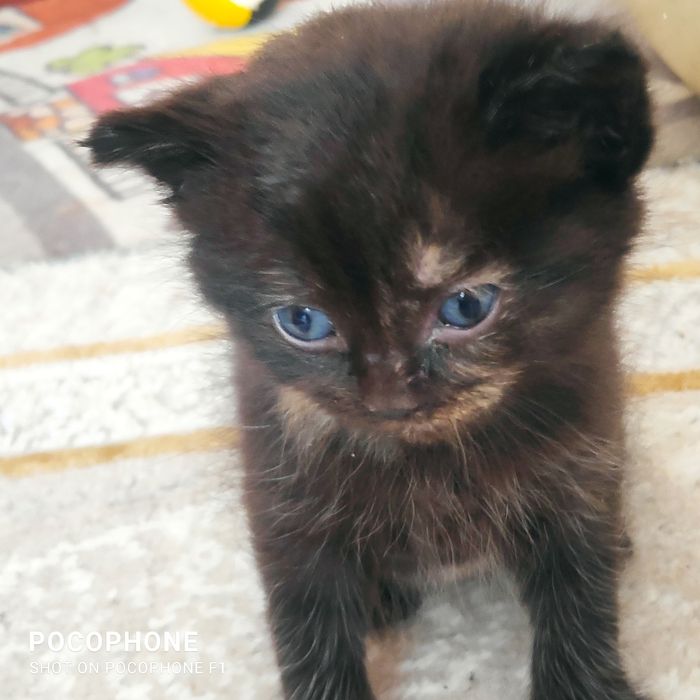 Скотиш фолд Шотландский продам