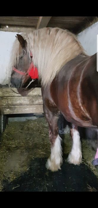 Armasar de monta  Gelu