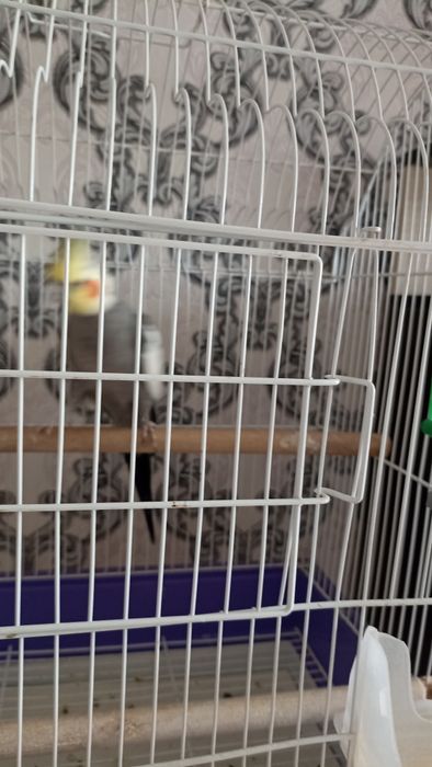 Продам попугая Корела ( мальчик)