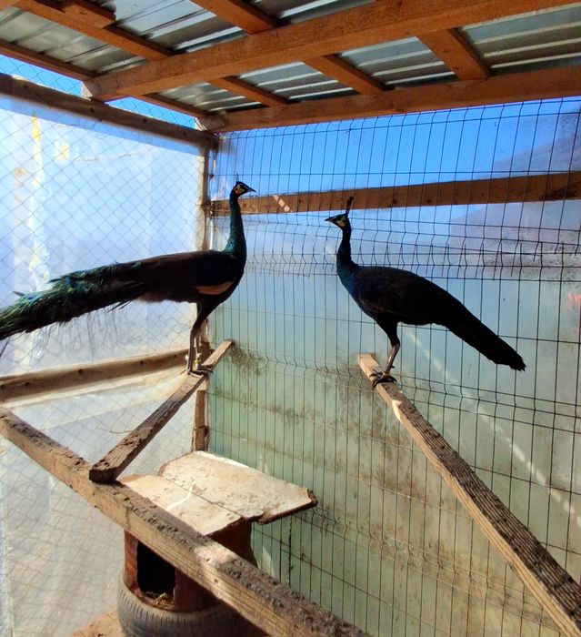 Mascul paun Verde,Java-Muticus !