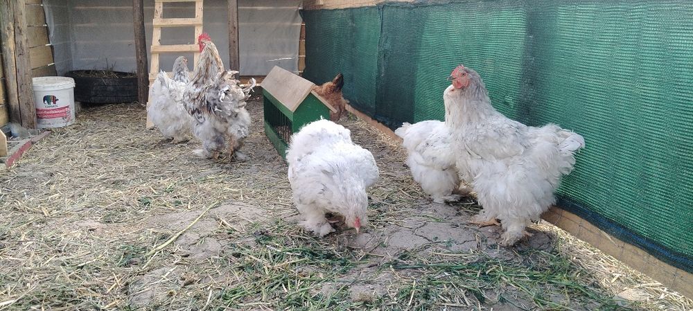 Găini de rasă  brahma