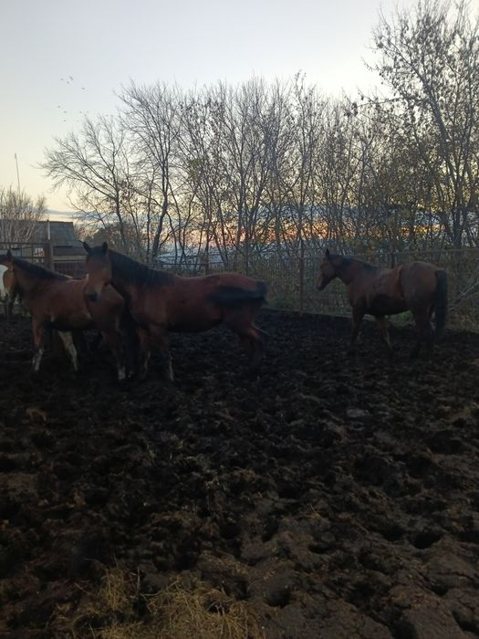 Продам полтарашек