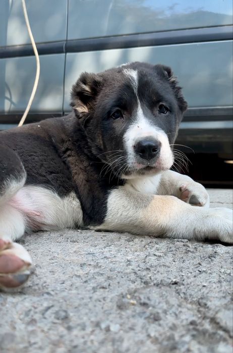 Супер щенки Алабая, төбет