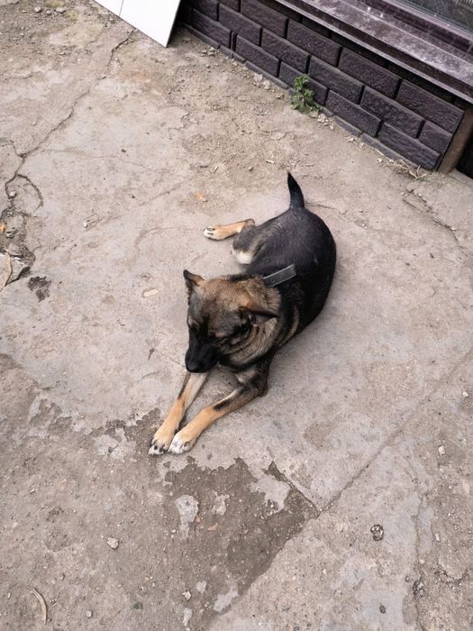 Собака в хорошие руки