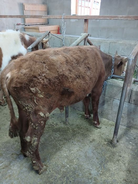 Продам годовалого бычка