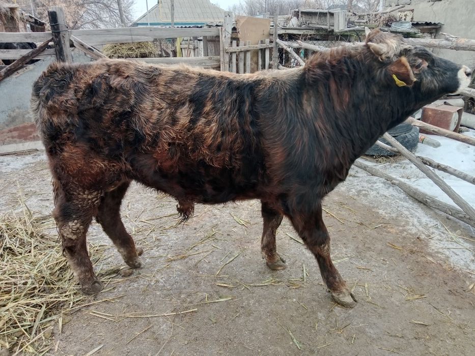 Продаю быка в откорме