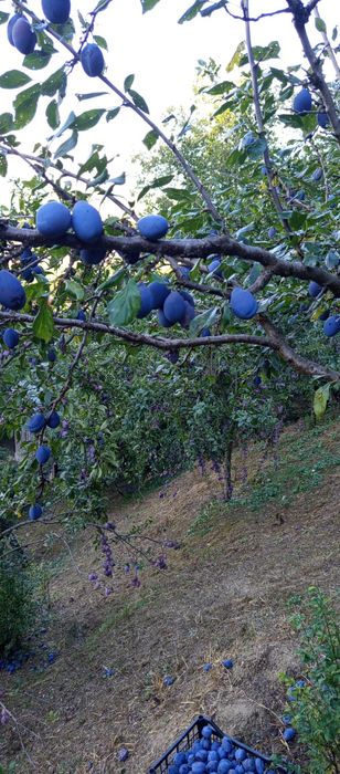 Prune pentru țuică!