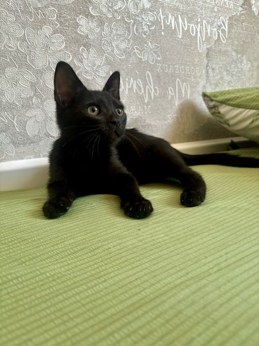 Чёрный котёнок ищет дом