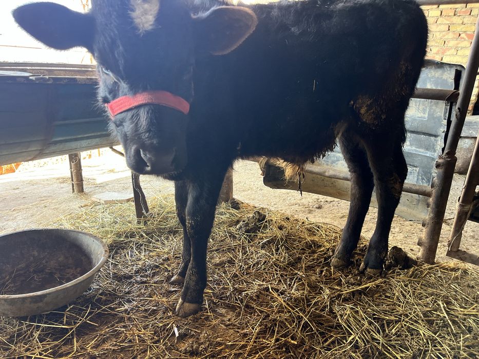 ona bola sigir sotiladi