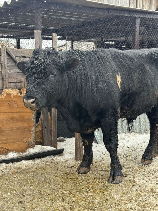 Продается  бычок