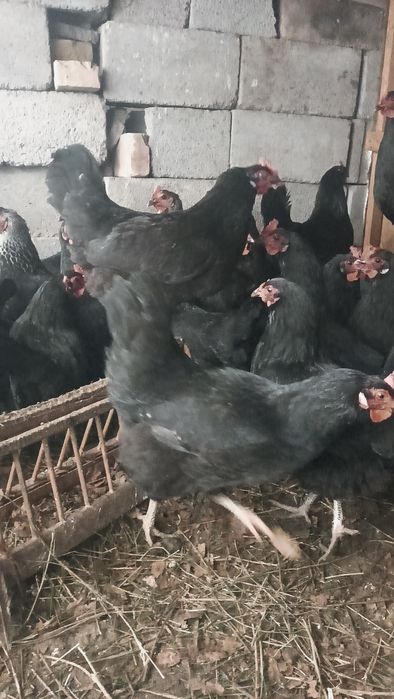 тауықтар    сатылады