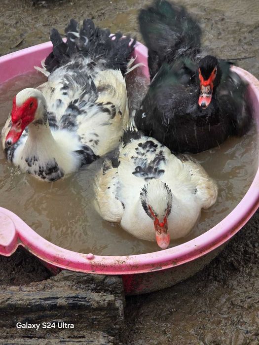 Razvad - Targoviste. Vand rate si ratoi mute, lesesti