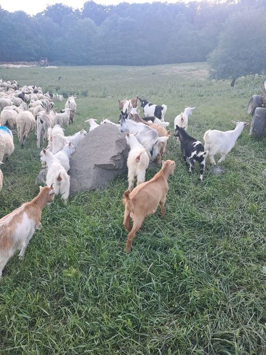 Vând iezi pt sacrificat