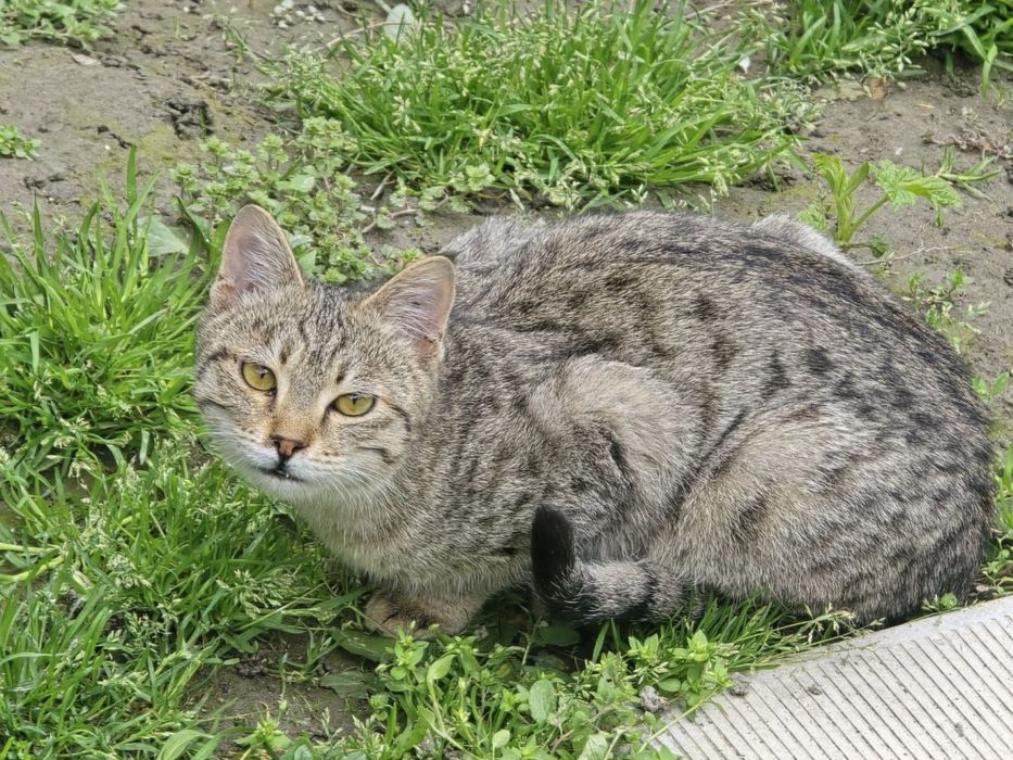 Кот 6 месяцев, зовут Симба