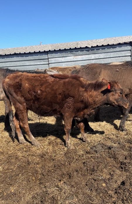 Первотёлка с теленком