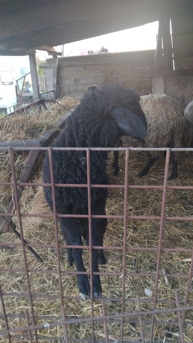 Oi  carabase  de vânzare