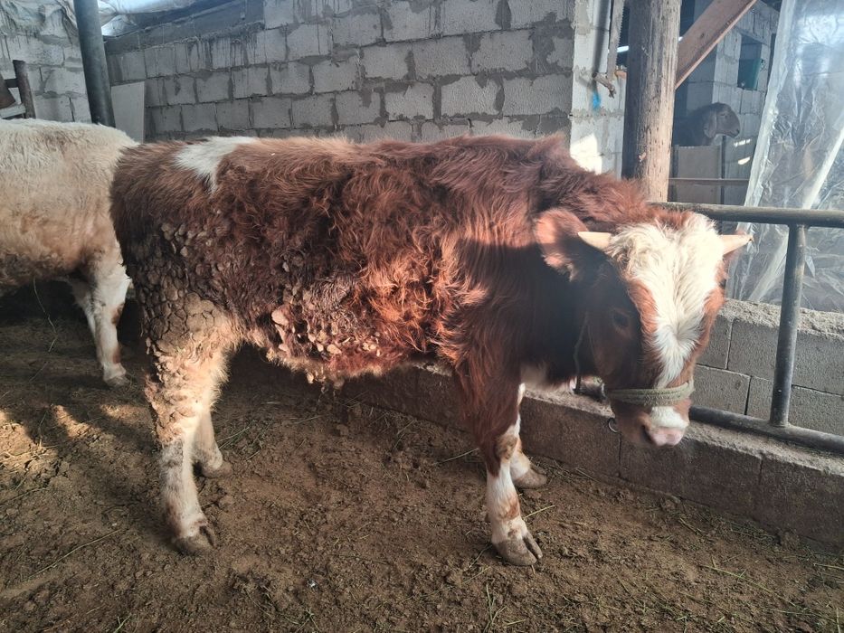 Продам бычка симментал