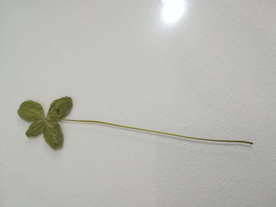 Cadou trifoi cu 4 foi  natural presat noroc