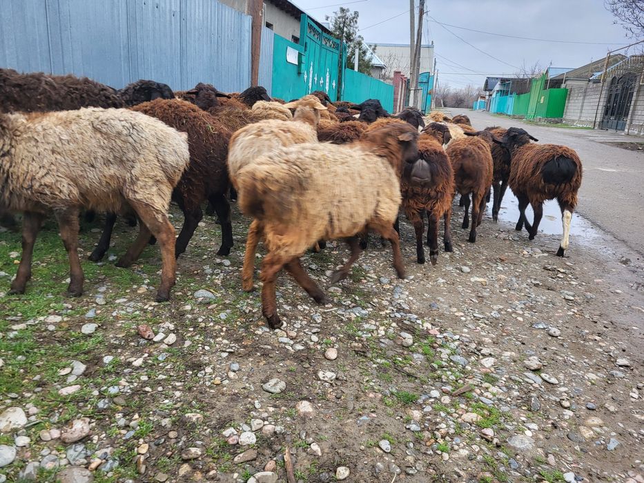 Қошқар,қошқарлар,Бараны