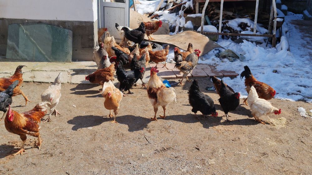 Куры разных породы