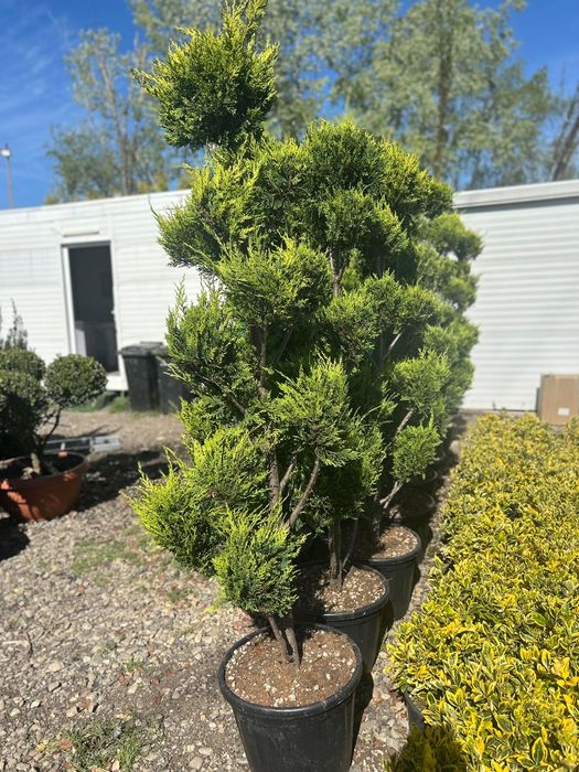 Plante ornamentale de vânzare
