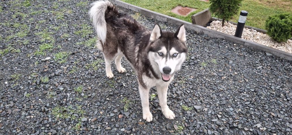 Donez Husky-Deva