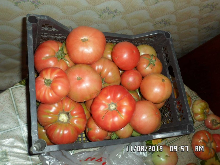 продам свои семена помидор и перца.